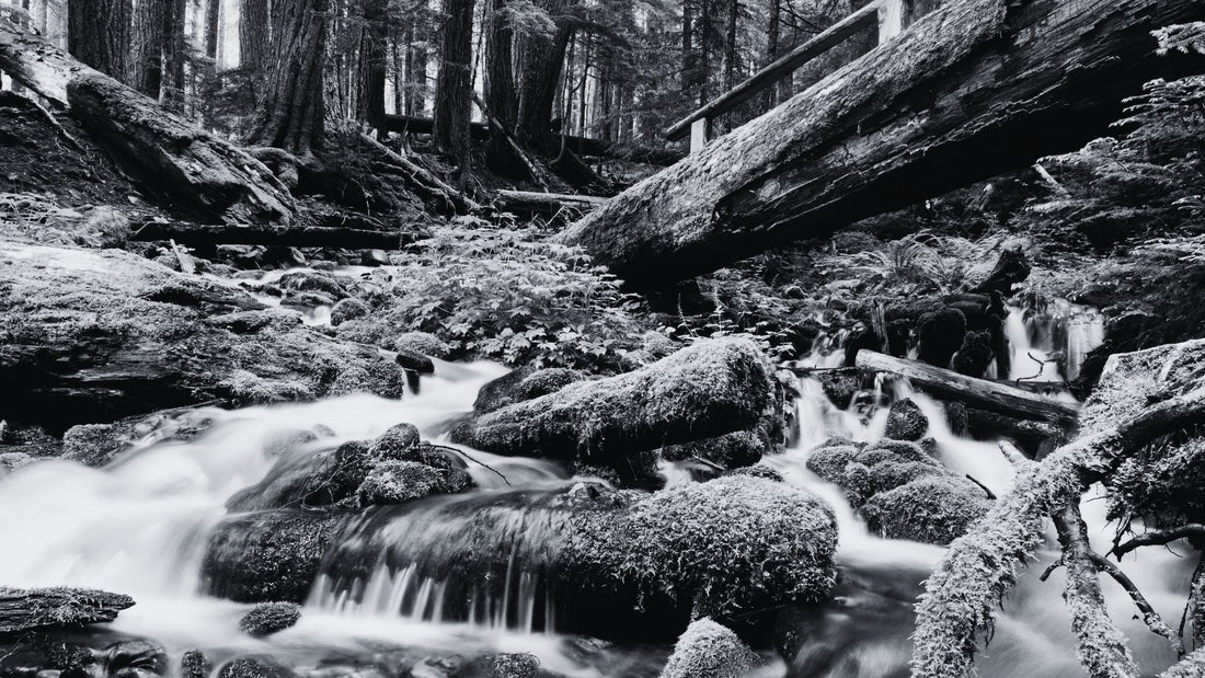 Rainforests & Ridges: A Rider’s Guide to Washington’s Olympic Park