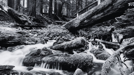 Rainforests & Ridges: A Rider’s Guide to Washington’s Olympic Park