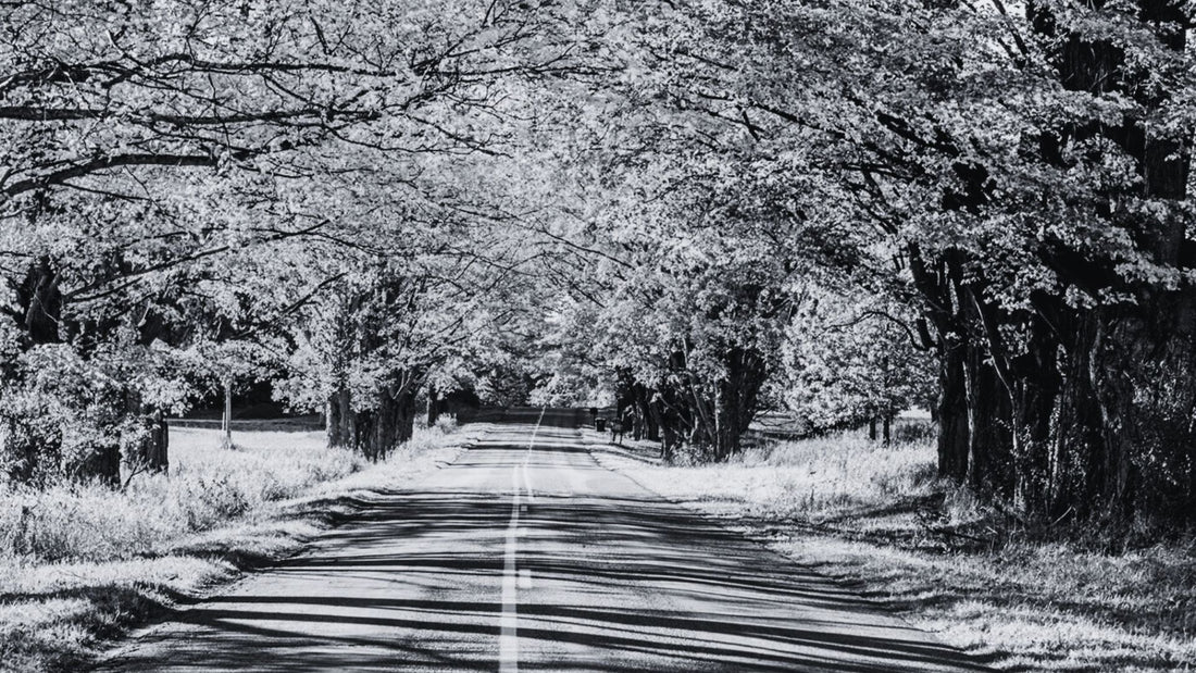 Best Fall Foliage Motorcycle Rides: Your Guide to Northern US Routes
