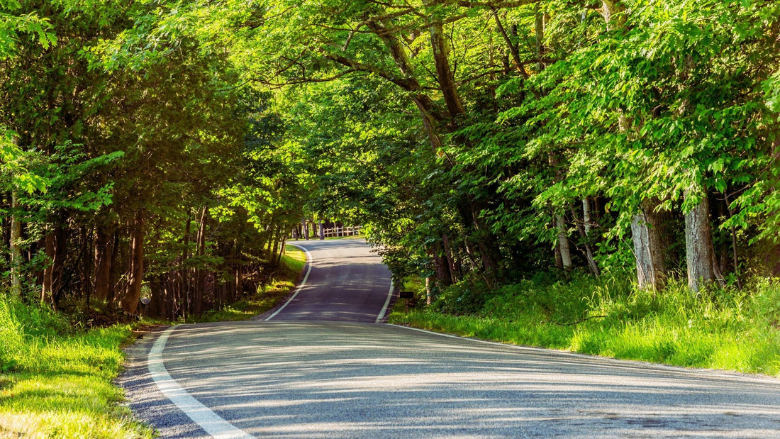 Michigan’s Tunnel of Trees: Best M-119 Stops & Scenery