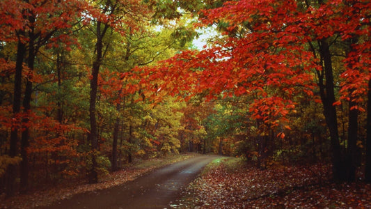 Natchez Trace Parkway Ride: 440 Miles of Historic Sweepers & Scenic Stays